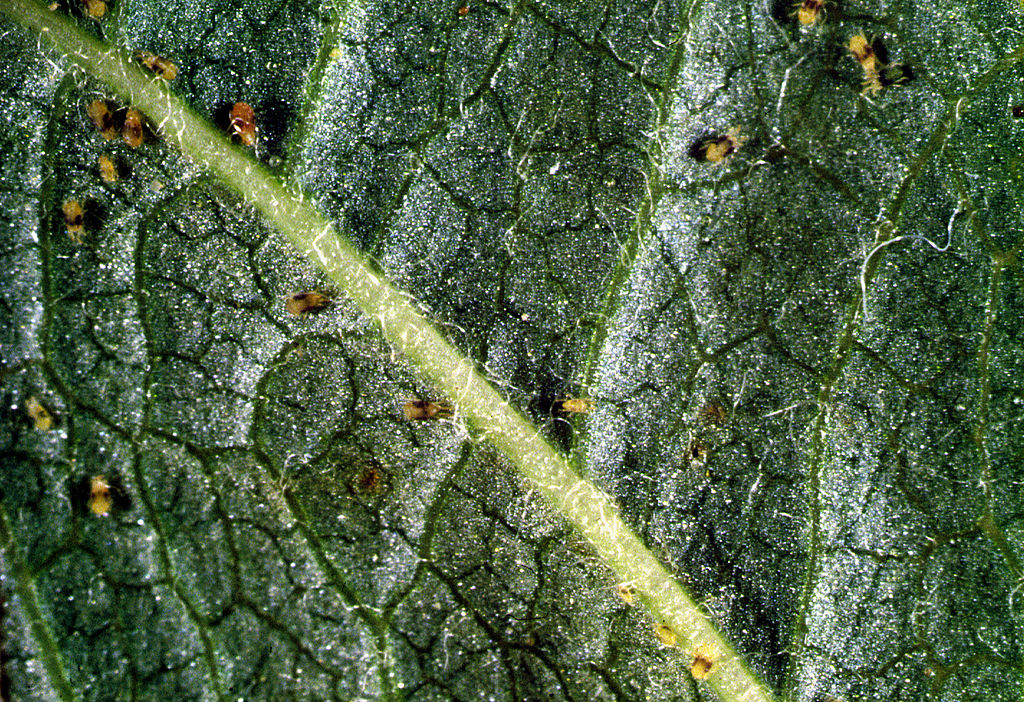 How to Spot, Treat, and Prevent Spider Mites on Your Trees and Shrubs